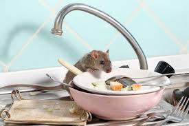 Rodent Cleaning