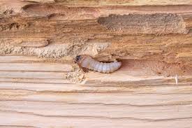 Wood borer